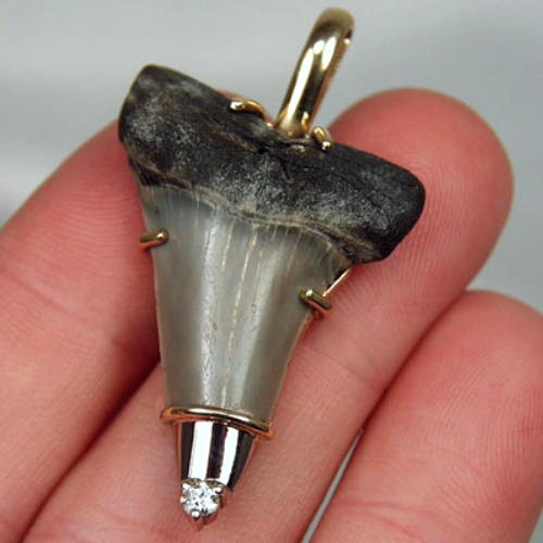 N Carolina Fossil Shark Tooth 18kt Diamond Pendant  Litnon.com