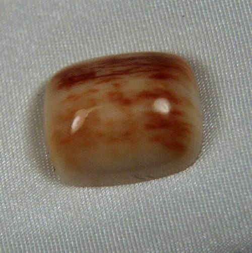 Prehistoric Mastodon Fossil Ivory Cab Canada  Litnon.com