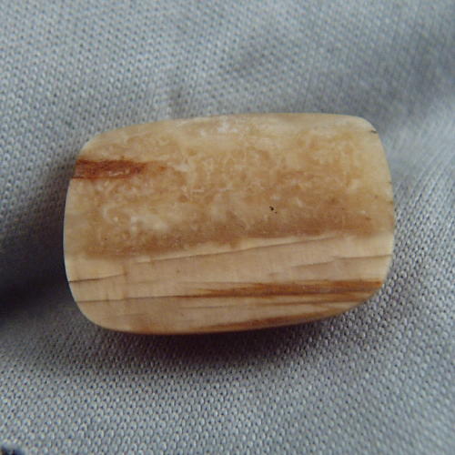 Prehistoric Mastodon Fossil Ivory Cab Canada  Litnon.com