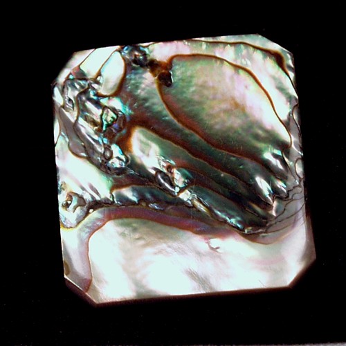 Color Iridescent California Red Abalone Cut Gem  Litnon.com
