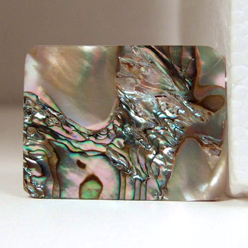 Color Iridescent California Red Abalone Cut Gem  Litnon.com