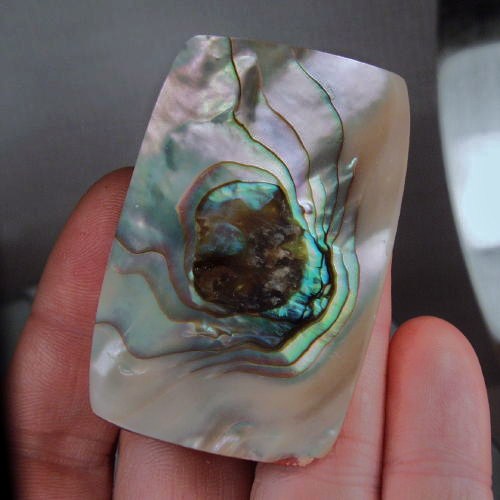Color Iridescent California Red Abalone Cut Gem  Litnon.com