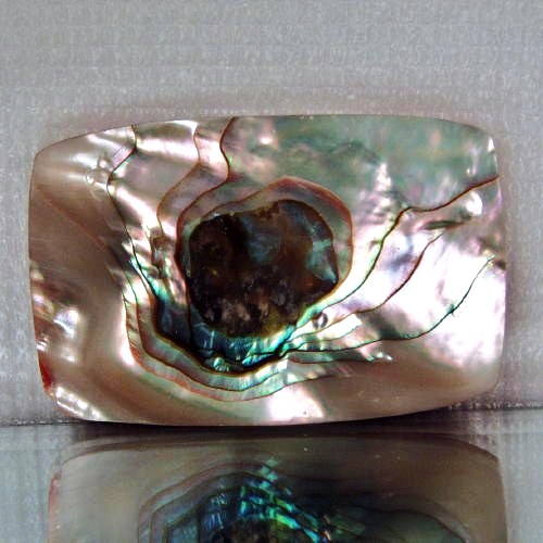 Color Iridescent California Red Abalone Cut Gem  Litnon.com