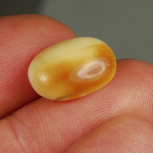 Prehistoric Mastodon Fossil Ivory Cab Canada  Litnon.com