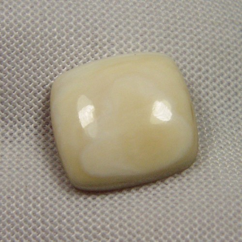 Prehistoric Mastodon Fossil Ivory Cab Canada  Litnon.com