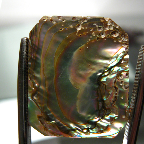 Color Iridescent California Red Abalone Cut Gem  Litnon.com