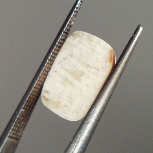 Prehistoric Mastodon Fossil Ivory Cab Canada  Litnon.com