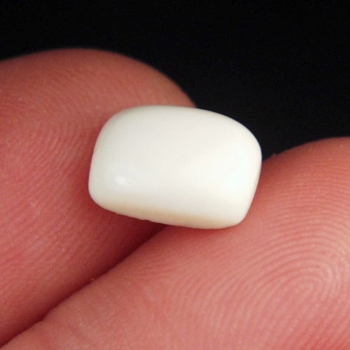 Prehistoric Mastodon Fossil Ivory Cab Canada  Litnon.com