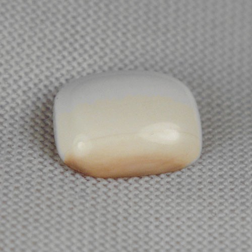 Prehistoric Mastodon Fossil Ivory Cab Canada  Litnon.com