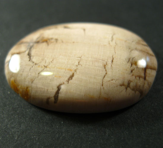 Unusual Fossilized Pioneer Wood Cabochon  Litnon.com