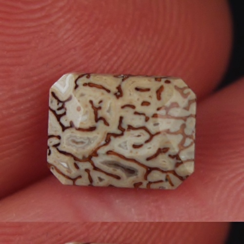 Unique Faceted Dinosaur Bone Fossil Montana 2.02 ct  Litnon.com