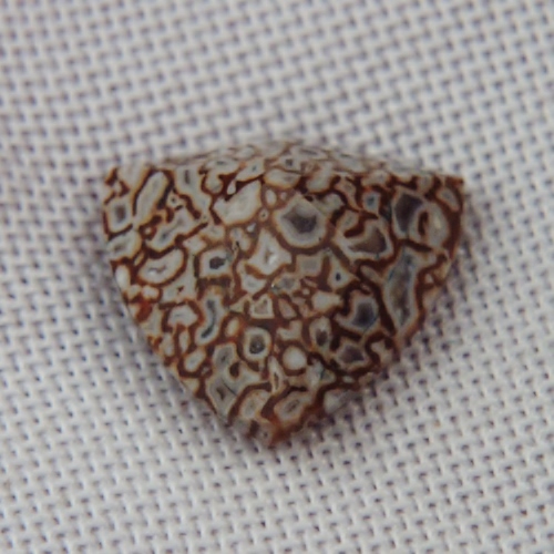 Unique Faceted Dinosaur Bone Fossil Montana 3.44 ct  Litnon.com