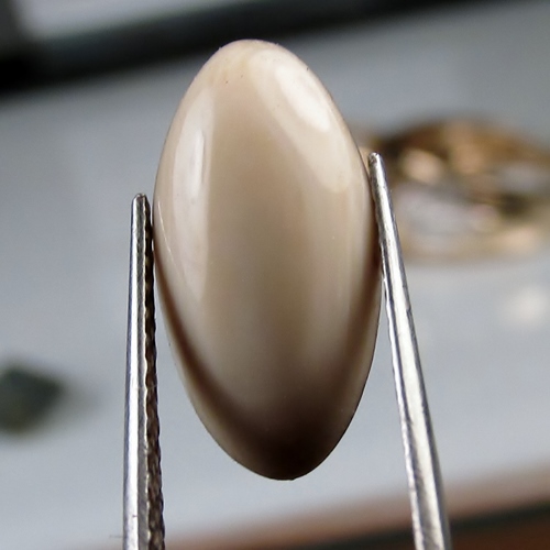 Prehistoric Mastodon Fossil Ivory Cab Canada  Litnon.com