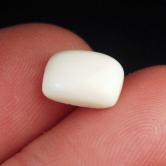 Prehistoric Mastodon Fossil Ivory Cab Canada 