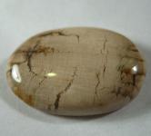 Unusual Fossilized Pioneer Wood Cabochon 