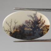 Fine Quality Scenic Dendritic Agate India 