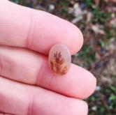  All Natural Ring Size Dendritic Agate India 
