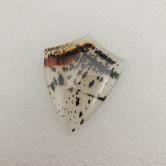 50.87 - Carat Montana Agate - Yellowstone River Natural Picture Stone