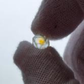 Record Keeper Montana Sapphire Rough 2.62 Carats