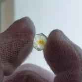 American Gem Natural Montana Sapphire Rough Flat 4.03 Carats