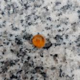 Pretty Orange Mexican Precious Opal Cab 0.99 Carat