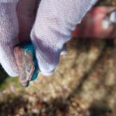 Top Grade Old Stock Gel Gem Silica Chrysocolla – 63.51 Carats