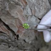 Perfect Green Lab Grown Yttrium Aluminum Garnet YAG 1.86 ct