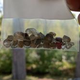 Unheated Natural Montana Sapphire Facet Rough 84 Carats