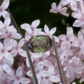 Well Cut Natural Andalusite Brazil 1.33 Carats